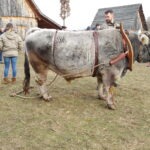 19.01.2017 - Lauresham