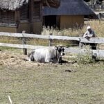 23.08.2026 - Lauresham Belebung